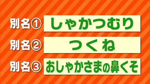 お釈迦様の鼻くそ 幻の しゃかこごり 4月8日 山梨ライブ ててて ｔｖ