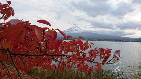 晩秋の美 富士河口湖紅葉まつり 11月10日 山梨ライブ ててて ｔｖ